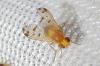 Homoneura sp.